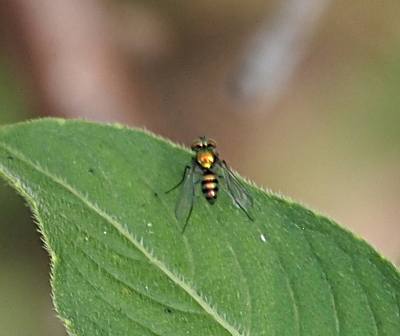 [The fly is perched on a dark green leaf which makes its sparkly-gold body visible. The back section of the body is gold with black stripes similar to the coloring of a bees body. The fly faces away from the camera, so only the tops of its eyes are visible. ]
